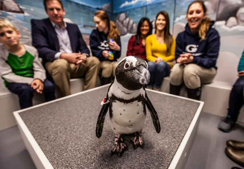 Las 13 mejores experiencias con pingüinos para el Día de la Concientización sobre los Pingüinos