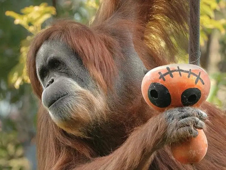 Las 15 mejores transmisiones en vivo de animales para ver ahora mismo