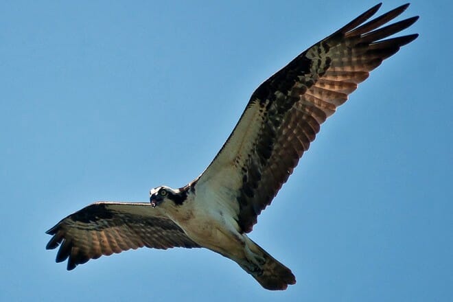 Las 17 mejores cosas para hacer en Lakeland, FL: ¡las mejores actividades y lugares para ir!