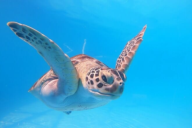 Las 17 mejores cosas para hacer en Marathon, FL: ¡las mejores actividades y lugares para ir!