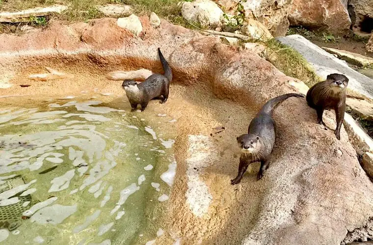Las 21 mejores cosas para hacer en San Antonio con niños: ¡Atracciones divertidas y para toda la familia!