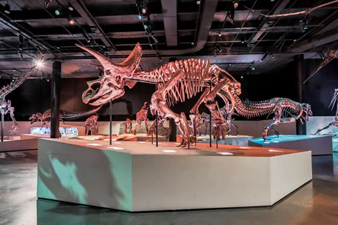 Las 25 mejores cosas para hacer en Houston, TX: ¡las mejores actividades y lugares para ir!