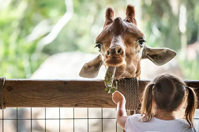 Las 25 mejores cosas para hacer en Jacksonville, FL: ¡las mejores actividades y lugares para ir!