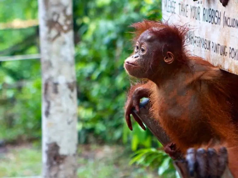 Las 8 mejores cosas que hacer en Borneo