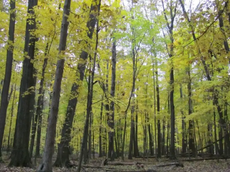 Las 8 mejores cosas que hacer en Dublin, Ohio