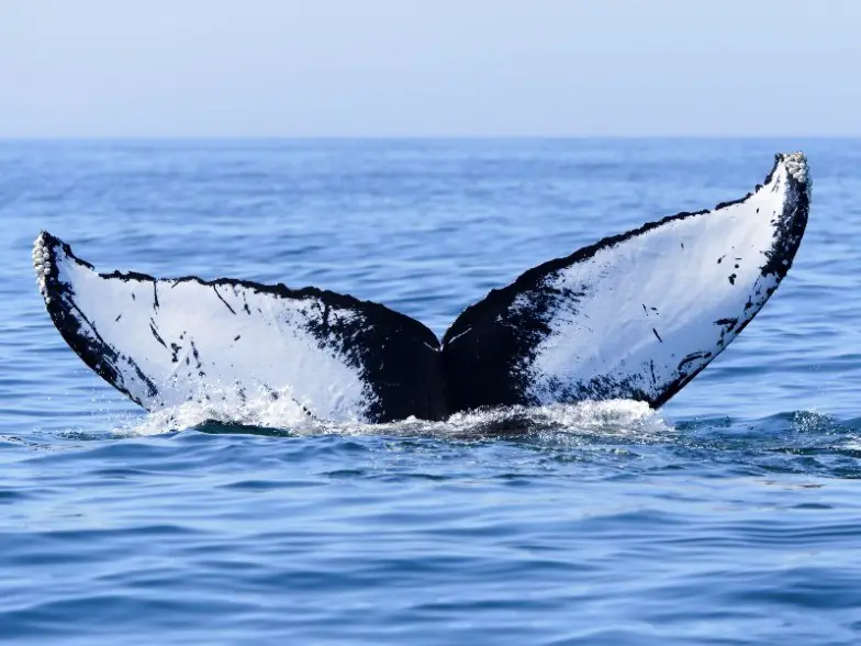 Las 9 mejores cosas para hacer en Nueva Escocia