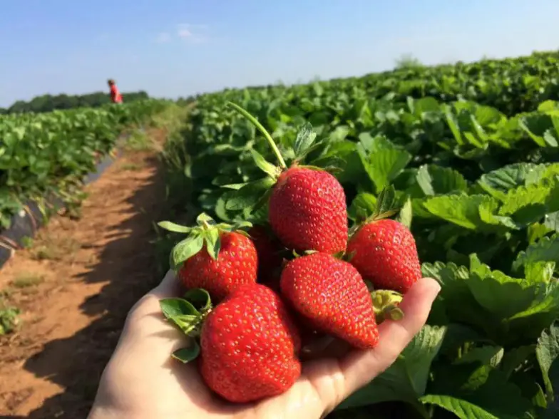 Las 9 mejores granjas de frutas para elegir en Georgia