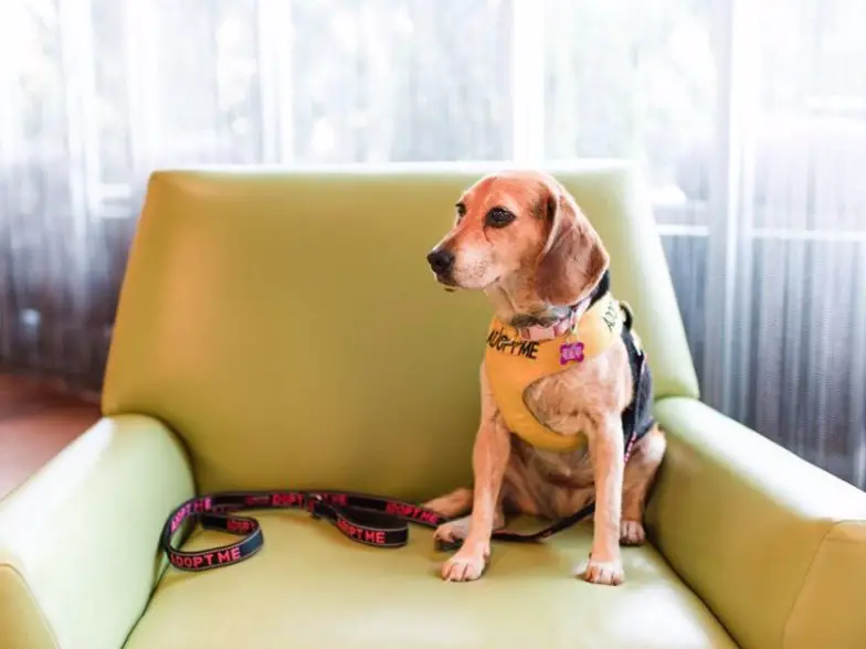 Los 10 mejores hoteles que admiten mascotas en Asheville, Carolina del Norte