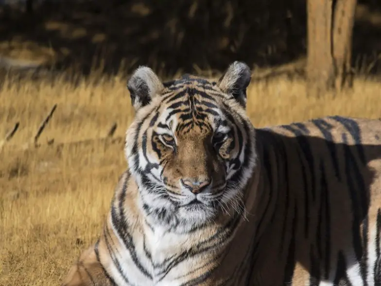 Los 10 mejores parques nacionales de la India