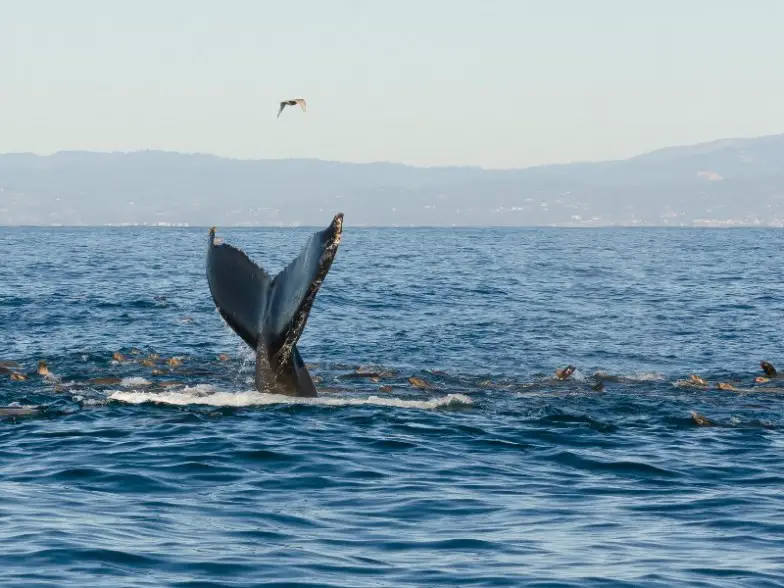 Los 7 mejores lugares para la observación de ballenas en invierno en los EE. UU.