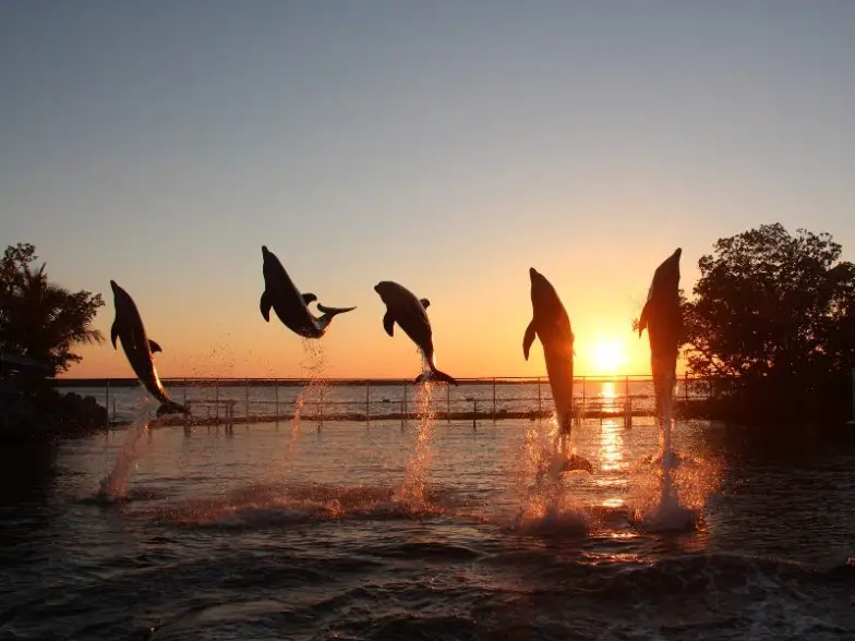 Nade con delfines en Dolphin Point Villas en Key Largo