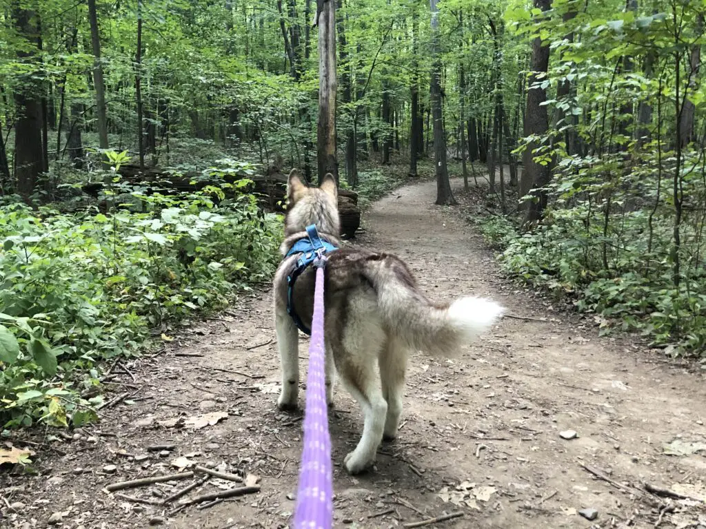 Senderismo por el sendero Stairway to Heaven en Nueva Jersey: una guía completa