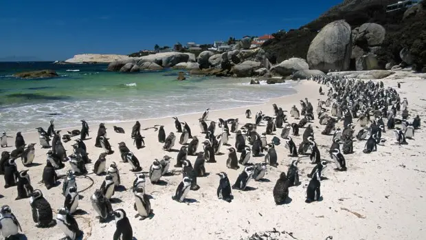 ACÉRCATE A LOS PINGÜINOS