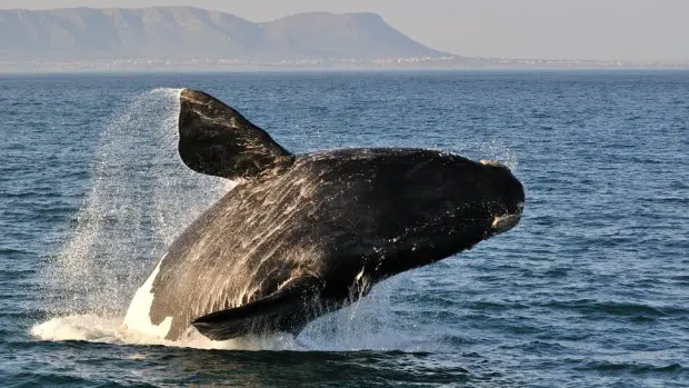 OBSERVA LAS BALLENAS EN HERMANUS
