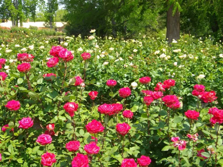 Visite el jardín de rosas más grande de Estados Unidos en Tyler, Texas